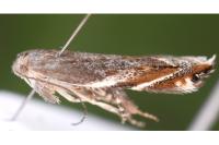 Sophronia sicariellus