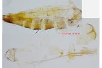 Sophronia sicariellus