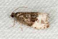 Hedya pruniana