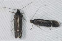 Aroga velocella