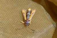 Pyropteron chrysidiforme