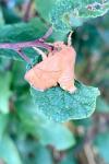 Apoda limacodes