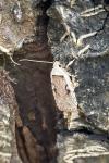 Agonopterix ocellana