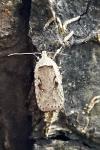 Agonopterix ocellana