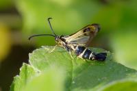 Synanthedon tipuliformis
