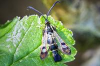 Synanthedon tipuliformis