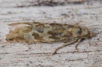 Bactra furfurana