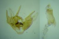 Epermenia aequidentella