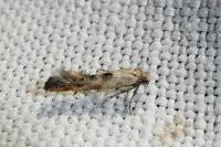Epermenia aequidentella