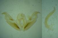 Stenoptilia plagiodactyla