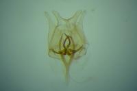 Tischeria ekebladella