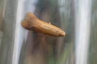 Tischeria ekebladella