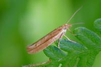 Ypsolopha ustella