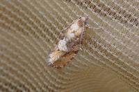 Zeiraphera ratzeburgiana