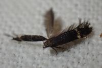 Aproaerema suecicella
