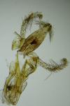 Aproaerema suecicella