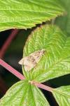 Celypha lacunana