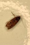 Hofmannophila pseudospretella