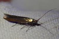 Coleophora trifolii