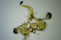 Coleophora trifolii