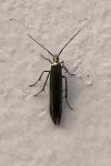 Coleophora