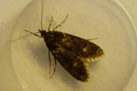 Diurnea fagella