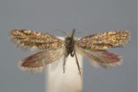 Dyseriocrania subpurpurella