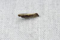 Acrolepiopsis vesperella