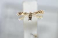 Ectoedemia pubescivora