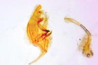 Bryotropha plebejella