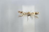 Ectoedemia spinosella