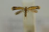 Coptotriche marginea