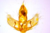 Agonopterix carduncelli