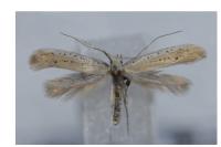Aspilapteryx tringipennella