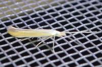 Coleophora flaviella