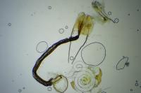 Coleophora flaviella