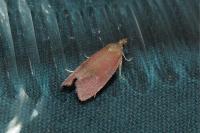 Celypha rosaceana