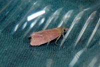 Celypha rosaceana