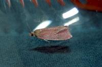 Celypha rosaceana