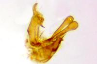 Aristotelia billii