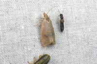 Celypha rufana