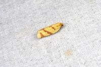 Clepsis pallidana