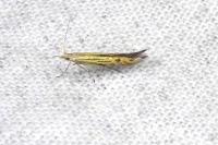 Coleophora limoniella