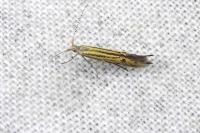 Coleophora limoniella