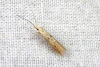 Coleophora salicorniae