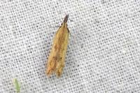 Dichomeris acuminata
