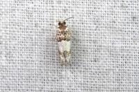 Epinotia thapsiana
