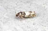 Epinotia thapsiana