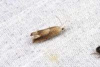 Eucosma conterminana