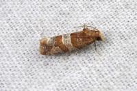 Lobesia indusiana/limoniana